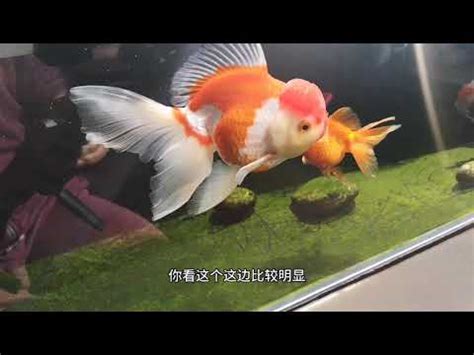 金魚意思|金魚的解釋